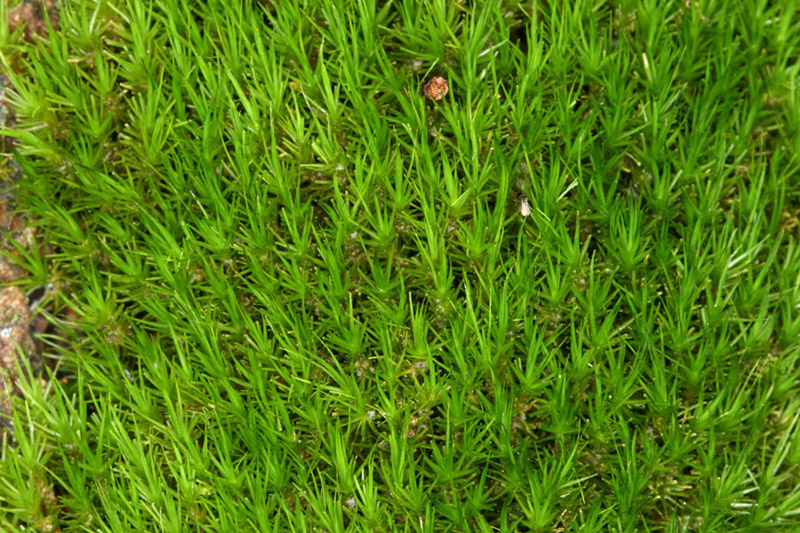Dicranum viride